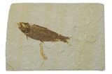 Fossil Fish (Knightia) - Green River Formation #237240-1